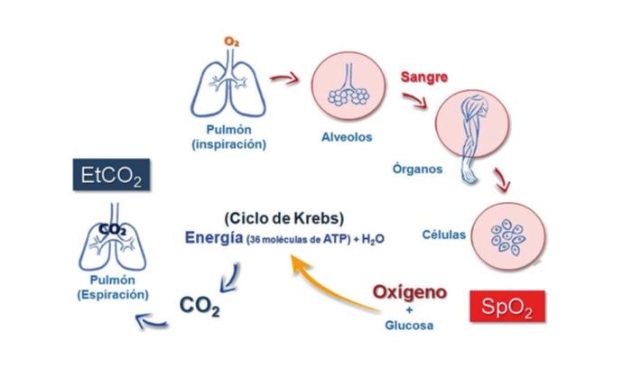 Monitorizacion-paciente-Unidad-de-Cuidados-Intensivos22